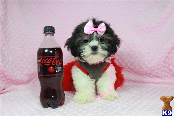 lvpuppyheaven Picture 3